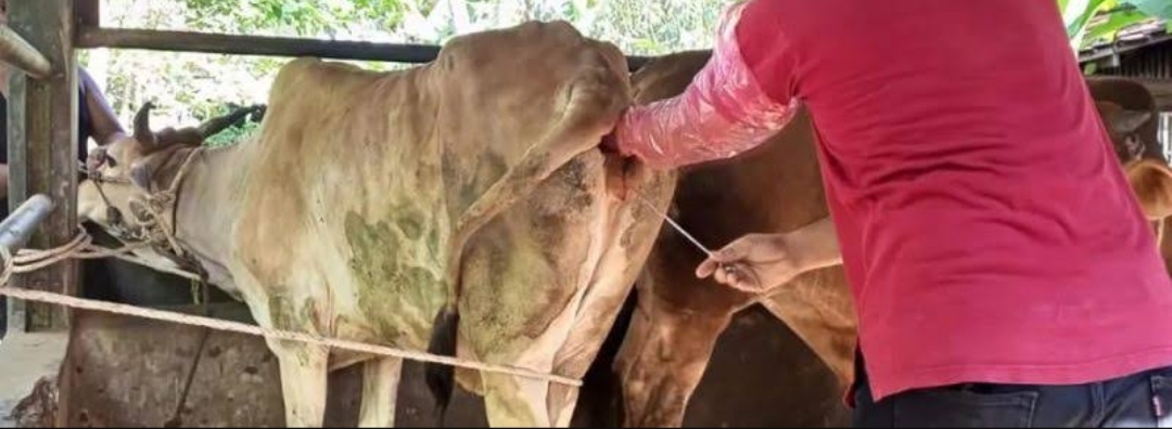 6.000 Ekor Sapi di Targetkan Disbunnak Keswan Kampar Terlayani IB Tahun Ini