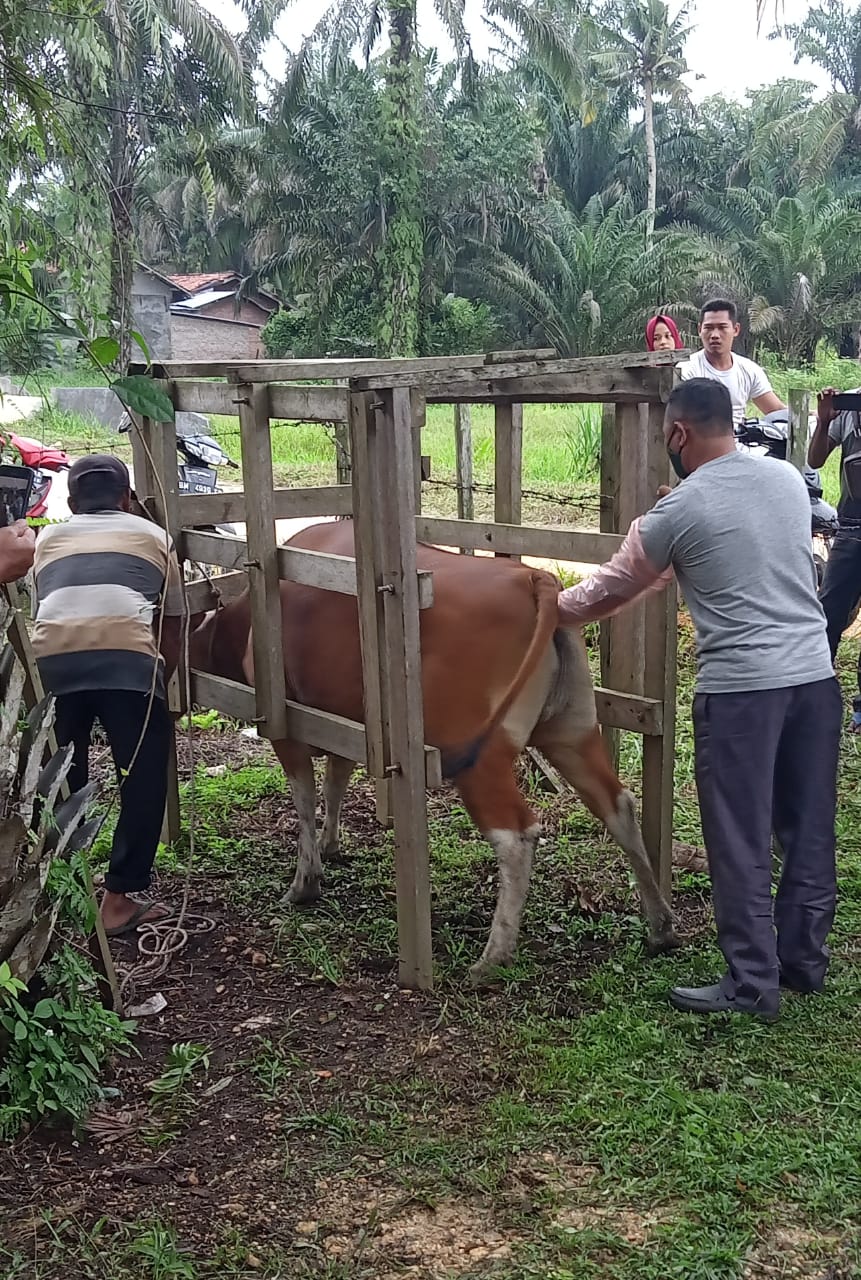 Disbunnakkeswan Kampar Targetkan 7000 IB Pada Sapi di Tahun 2021