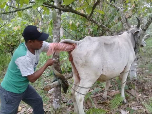 Tahun 2022 Disbunnakkeswan Kampar Targetkan 7000 IB Untuk Sapi