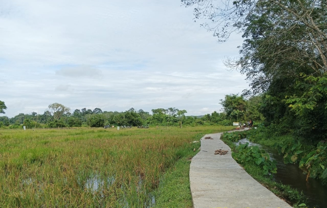 Dinas Pertanian Kampar Sudah Memulai Pembangunan Jalan Usaha Tani di Tahun 2023