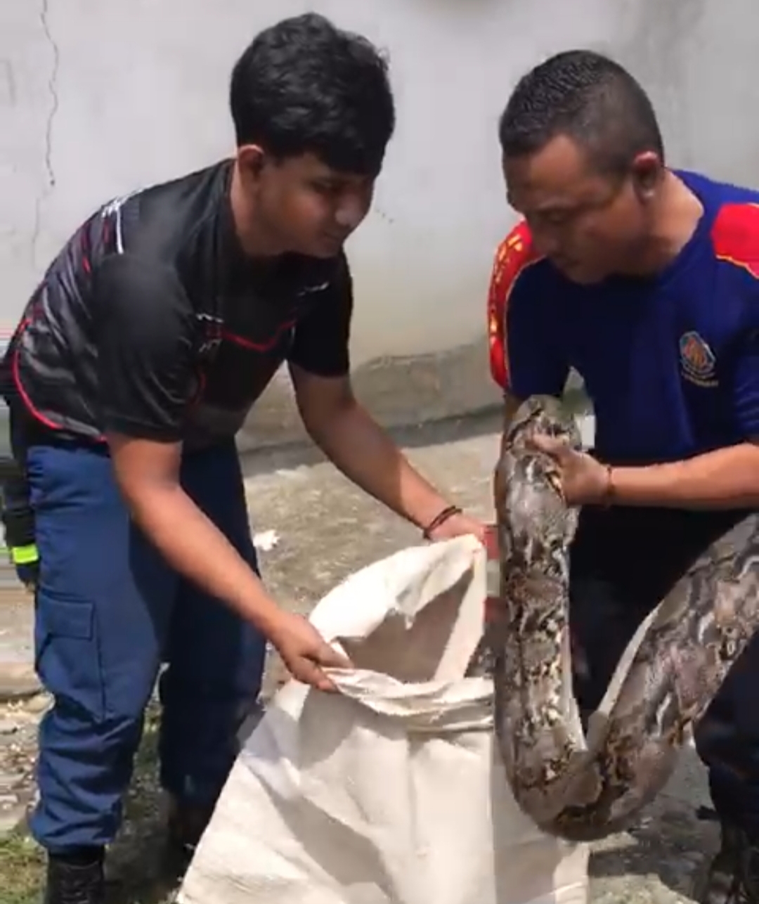 Ular Piton Sepanjang 3 Meter yang Masuk Dalam Septic Tank, Berhasil Diamankan Tim Rescue Damkar