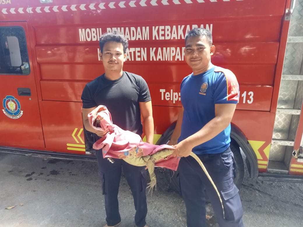 Petugas Damkar dan Penyelamatan Kampar Evakuasi Hewan Jenis Biawak