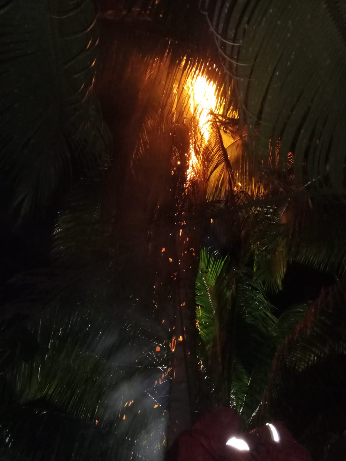 Sarang Lebah di Pohon Kelapa Milik Warga, Berhasil Dievakuasi Dinas Damkar dan Penyelamatan Kampar