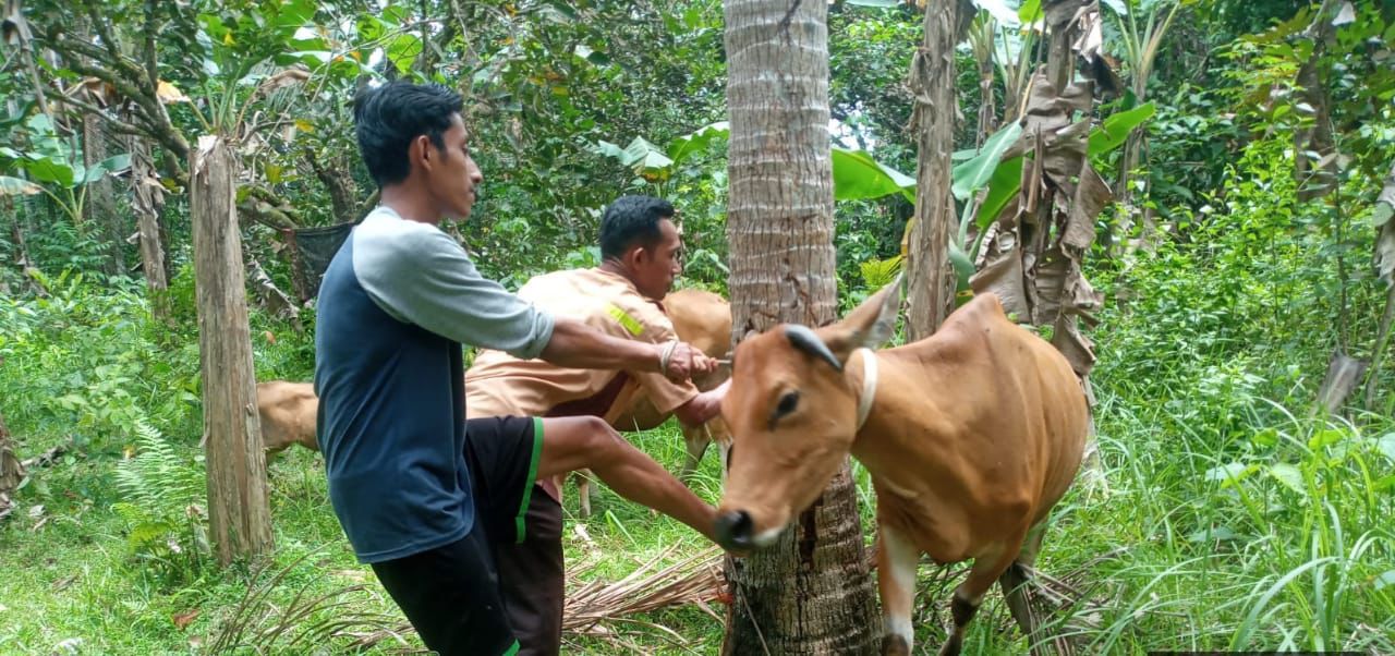 6 Ribu Ditargetkan Pertahun Pada Program IB Oleh Disbunnak Keswan Kampar
