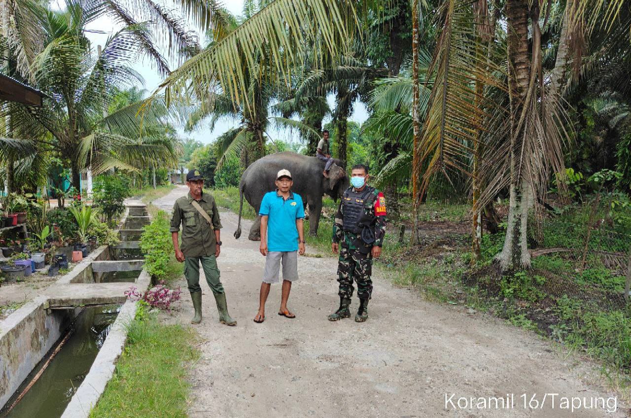 Cegah Konflik, Babinsa Koramil 16/Tapung Dan Tim BKSDA Giring Gajah Liar Jauh Dari Pemukiman
