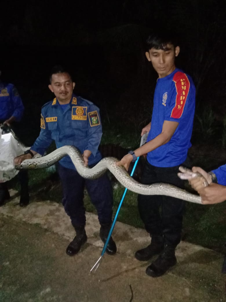 Seekor Ular Piton Kembali Berhasil Diamankan Petugas Damkar dan Penyelamatan Kampar