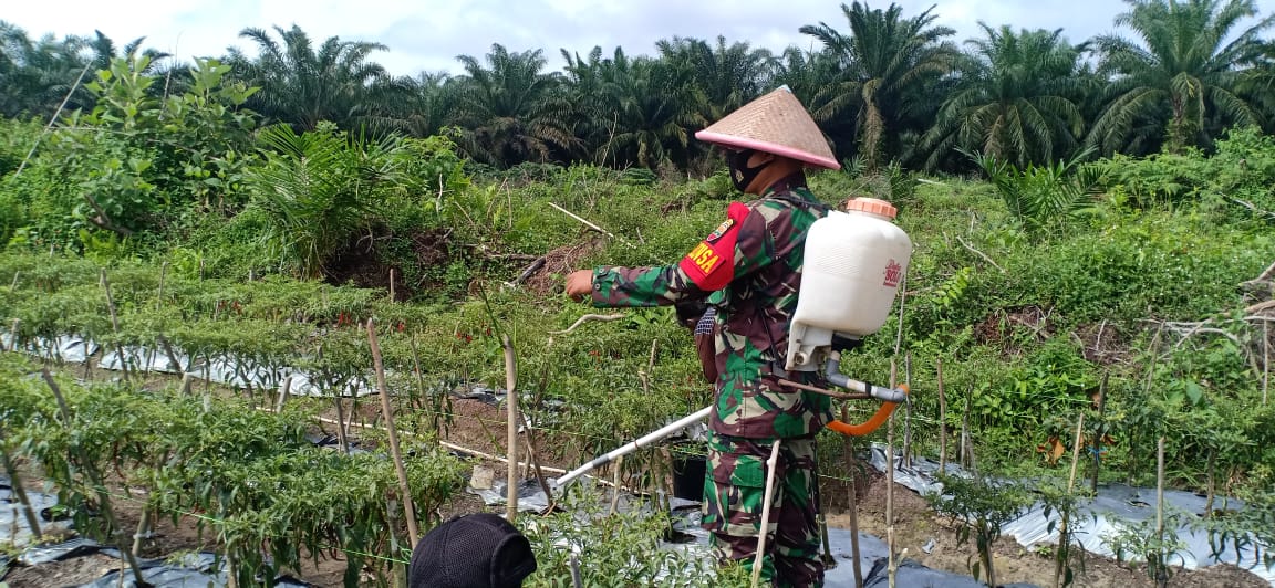 Babinsa Koramil 14/kpn kODIM 0313/KPR Dampingi Petani Cabe
