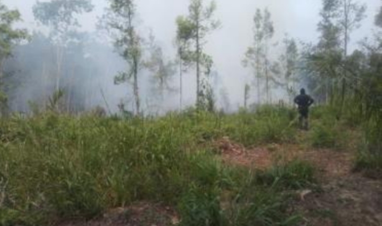 Kebakaran Lahan Area Hutan Larangan di Rumbio, Petugas Damkar Kampar Berjibaku Padamkan Api