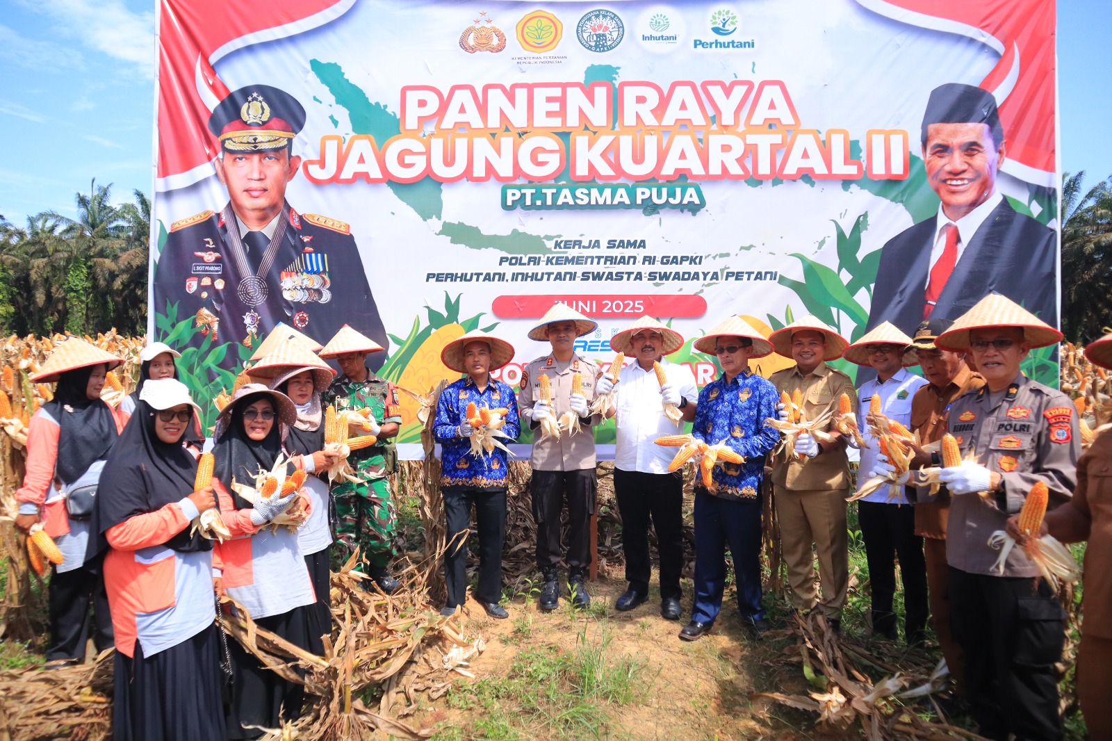 PT Tasma Puja Melakukan Panen Raya Jagung, Bentuk Komitmen Dukung Ketahanan Pangan Nasional