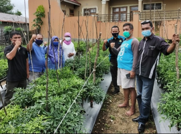 IWO Kuansing Panen Cabe Bersama Dokter Alfredo