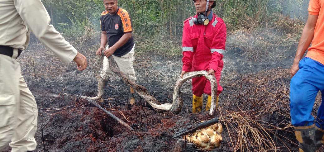 Ular-Phyton-Mati-Melindungi-Telur-Dan-Anaknya-Dari-Karhutla-Riau