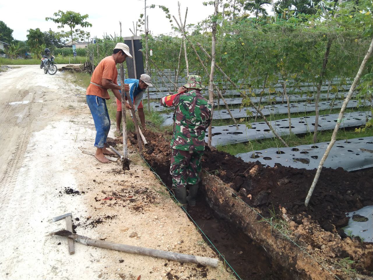 Tingkat kan Hasil Panen, Babinsa Koramil 07/Kampar Lakukan Pendampingan Terhadap Petani Palawija