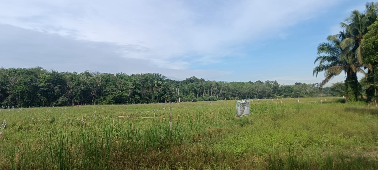 Tingkatkan Produksi Padi di Kampar, 650 Hektar Sawah Sudah Mulai di Panen