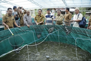 Bupati Rohul Panen Raya Ikan Lele Sistem Bioflok 