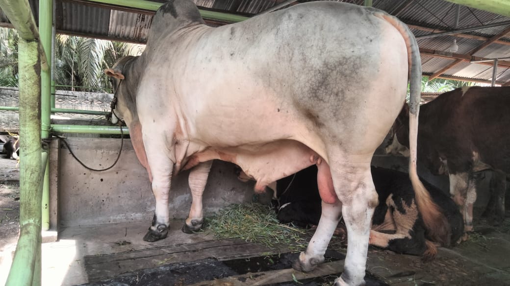 Sapi Jenis Brahman 840 Kg Milik Warga Desa Bukit Payung Kampar, Terpilih Hewan Qurban Presiden Prabo