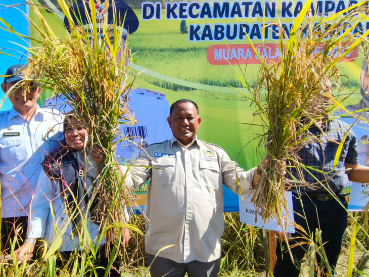 Panen Perdana Bonca Pawuo Pada Musin Tanam, Dihadiri Langsung Kadis Pertanian Kampar
