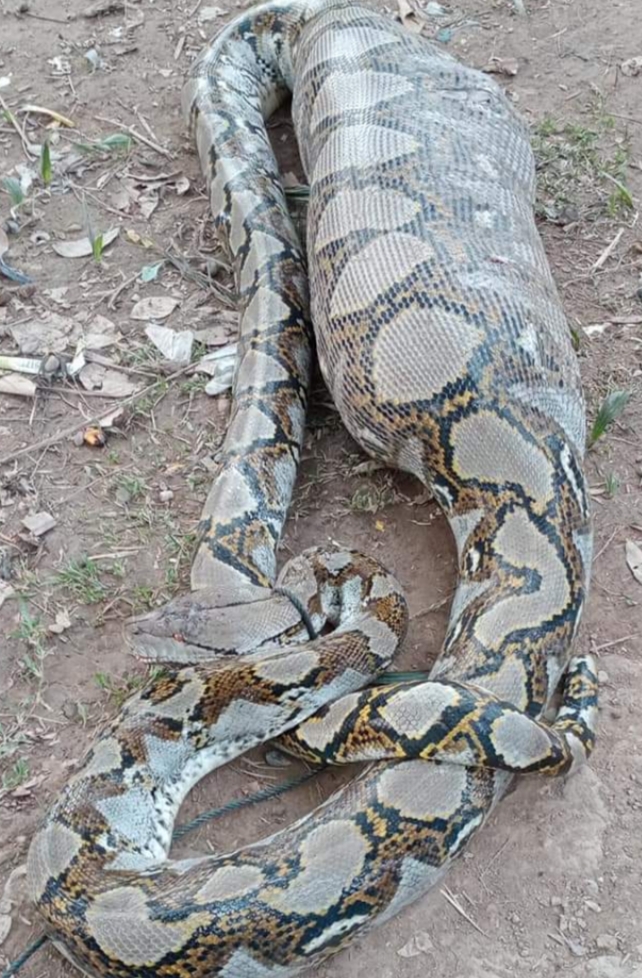 Warga Inhil Tangkap Ular Piton yang Kekenyangan Usai Makan Babi