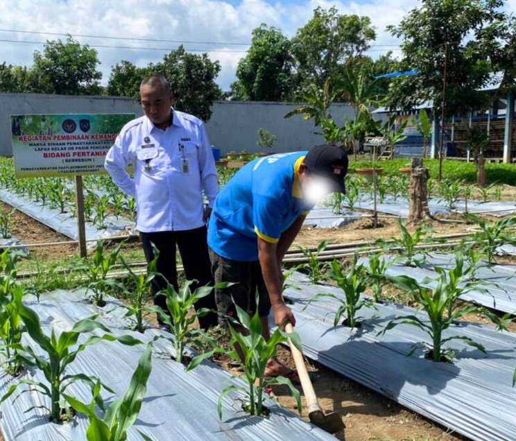Rawat Lahan Tanaman Jagung, Warga Binaan Lapas Pasir Pengaraian Terus Dukung Ketahanan Pangan