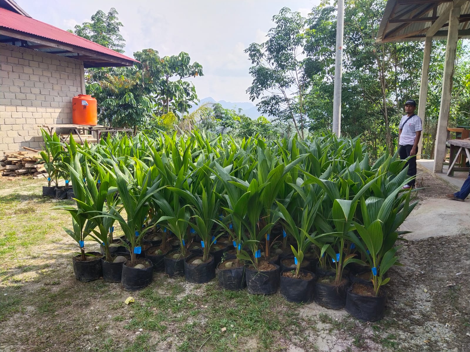 Disbunakkeswan Kampar Akan Salurkan 9 Ribu Bibit Sawit Subsidi di Tahun ini