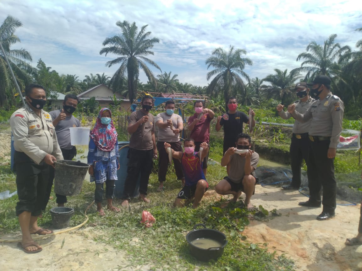 Panen Ikan Di Kolam Polsek Koto Gasib, Warga Mendapat Berkah