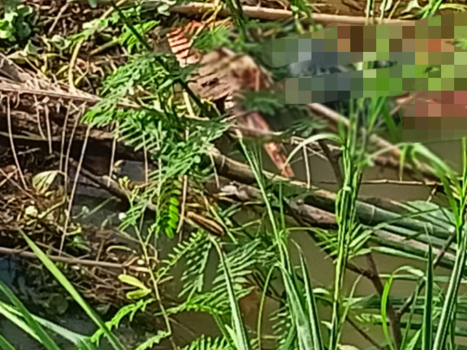 Setelah 5 Hari Pencarian, Korban Hanyut di Sungai Kampar Akhirnya Ditemukan