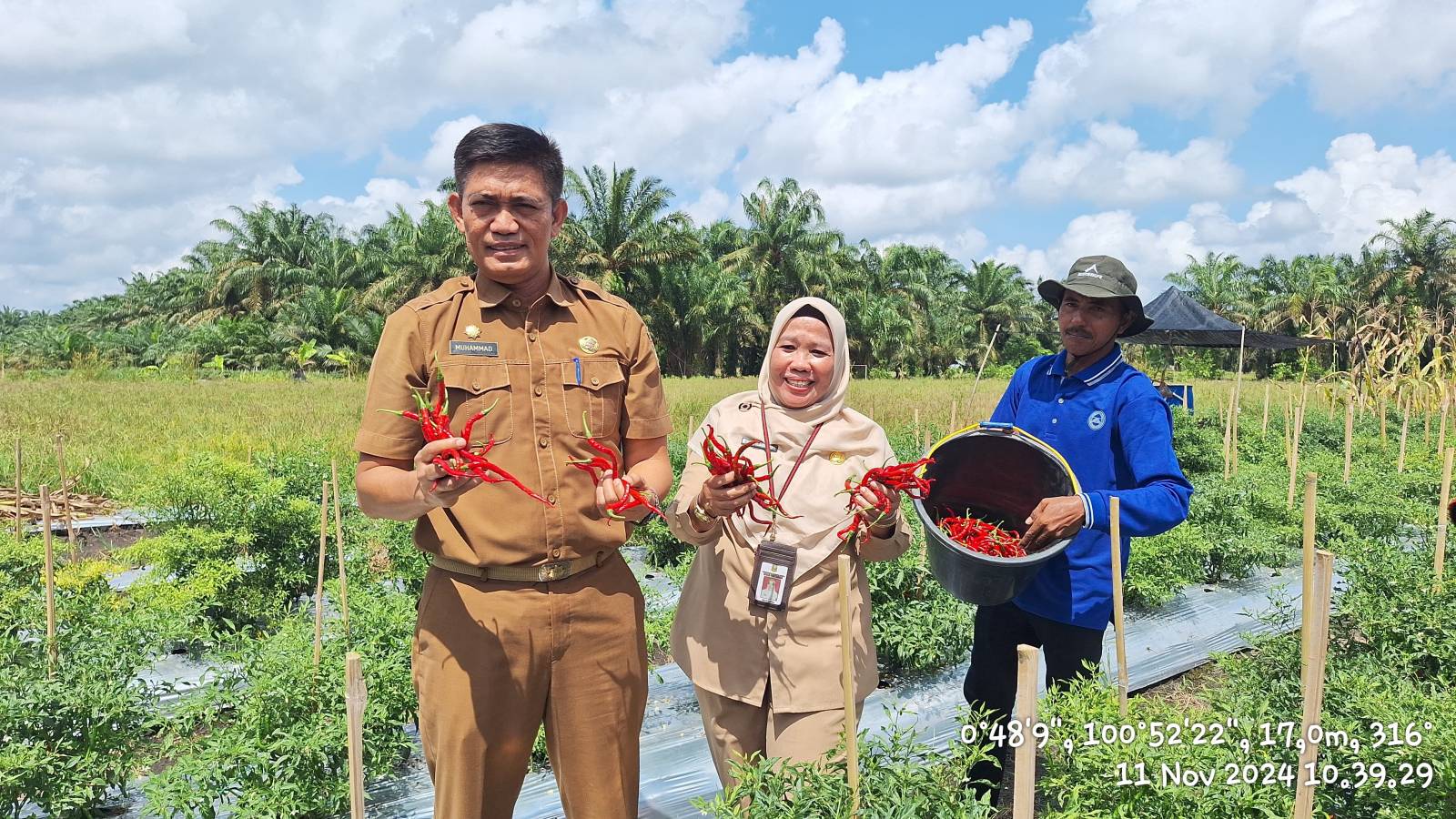 Panen Raya Cabai Dilaksanakn Kadis Pertanian Kampar, Sekaligus Resmikan Bangsal Pasca Panen