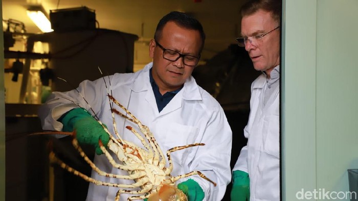 Menteri Edhy Prabowo Ditangkap KPK soal Benih Lobster, PD: Sudah Kami Ingatkan