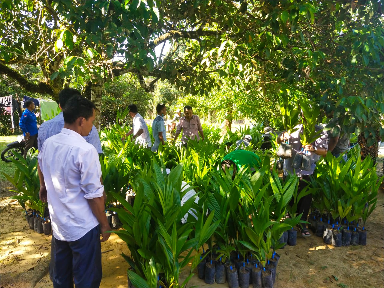 Harga Pinang Betara Mencapai 20 Ribu Rupiah Perkilo, DisbunakKeswan Kampar Anggarkan 12 Ribu Batang