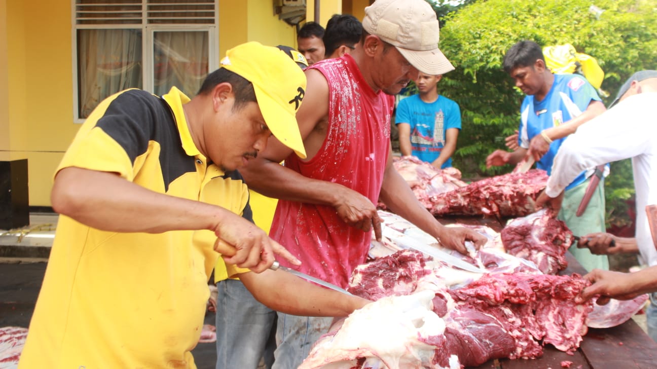 Golkar Kampar Sembelih 2 Ekor Hewan Qurban