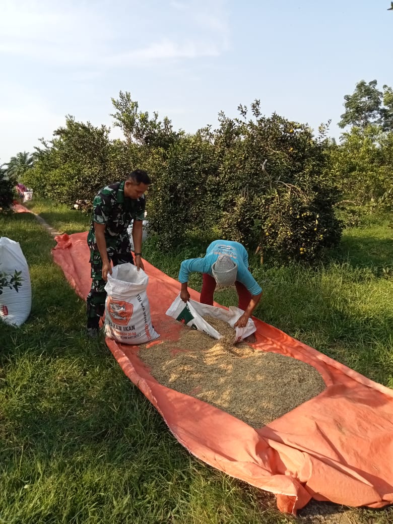 Babinsa Sipungguk Bantu Petani Jemur Padi Pasca Panen