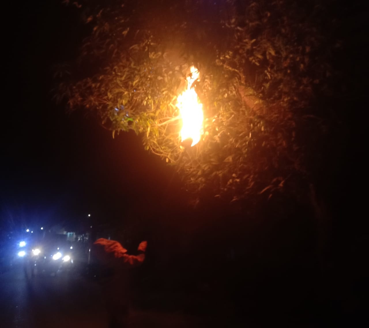 Tim Rescue Damkar dan Penyelamatan Lakukan Penanganan Terhadap Sarang Tawon di Desa Kampung Panjang