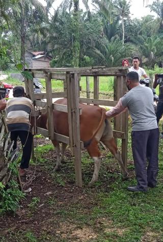 Disbunnakkeswan Kampar Targetkan 7000 IB Pada Sapi di Tahun 2021