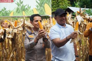 Kapolres AKBP Emil Eka Putra bersama Bupati Rohul Panen Raya Jagung Serentak Kuartal ll di Dua Lokas