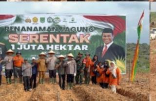 Bupati Rohul Hadiri Penanaman Jagung Serentak,Yang Di Wakili Oleh Asisten II Bertempat Di PT Sawit A