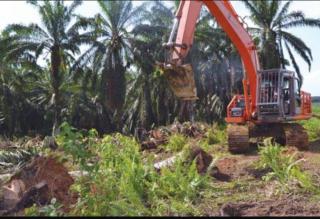 Program PSR di Kampar Berhasil Direalisasikan Oleh Disbunnak Keswan Kampar Tahun 2025