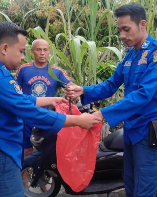 Ular Piton Yang Masuk ke Rumah Warga, Berhasil Ditangkap Tim Rescue Damkar dan Penyelamatan