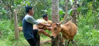 6 Ribu Ditargetkan Pertahun Pada Program IB Oleh Disbunnak Keswan Kampar