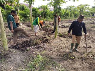 Komsos Babinsa Koramil 16/Tapung Kodim 0313/KPR Dengan Membantu Petani Membersihkan Kebun Pepaya