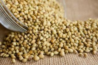 Manfaat Daun Ketumbar untuk Meringankan Batu Ginjal, Kembali ke Alam