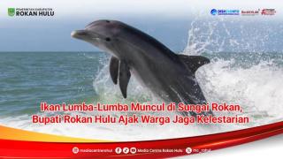 Viral Lumba-lumba di Rohul! Bupati Anton Buka Suara Soal Fenomena Langka Ini