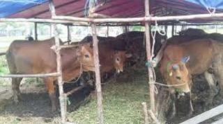 Turlap, Distankan Belum Temukan Hewan Kurban Berpenyakit.