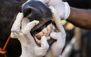 Antisipasi PMK Terhadao Hewan, Berikut Dilakukan Disbunnak Keswan Kampar