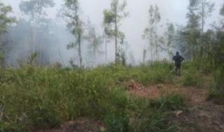 Kebakaran Lahan Area Hutan Larangan di Rumbio, Petugas Damkar Kampar Berjibaku Padamkan Api