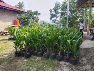 Tahun 2022 ini, Disbunakkeswan Kampar  Akan Salurkan 9 Ribu Bibit Sawit Subsidi