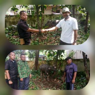 Penobatan Datuok Samad Dirajo, PT. Tasma Puja Serahkan Kerbau 1 Ekor