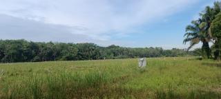 Tingkatkan Produksi Padi di Kampar, 650 Hektar Sawah Sudah Mulai di Panen