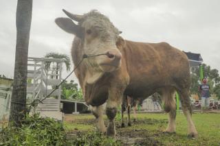 30 Ekor Sapi Kurban ASN Pemprov Sudah di Distribusikan ke 12 Kabupaten Kota