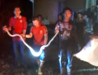 Seekor Ular Piton Yang Masuk ke Pemukiman Warga, Berhasil Ditangkap Tim Rescue