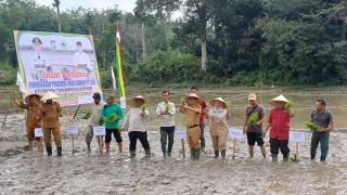 Pj Bupati Kampar Didampingi Kadis Pertanian, Lakukan Penanaman Perdana Padi Sawah IP 200