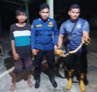 Ular Cobra Yang Masuk ke Rumah, Berhasil Ditangkap Tim Rescue Damkar dan Penyelamatan Kampar